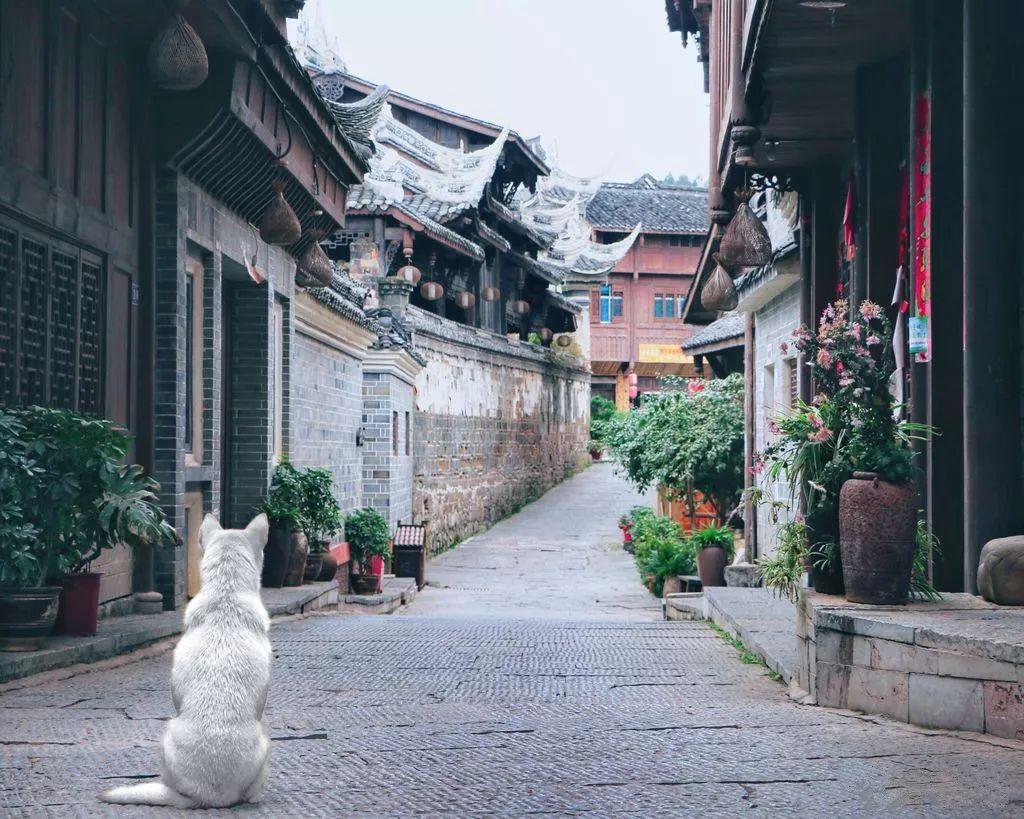 蓝狐视频